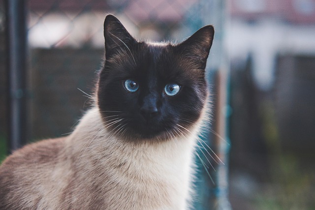Бомбейская кошка