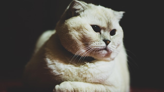 Бурманская кошка