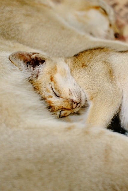 Гималайская кошка