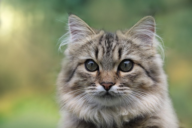 Норвежская лесная кошка