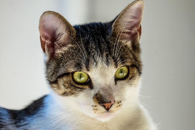 Шотландская вислоухая кошка