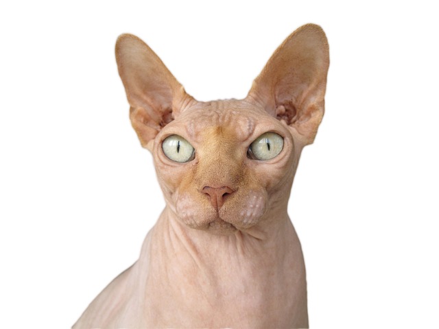 Сфинкс — голая кошка